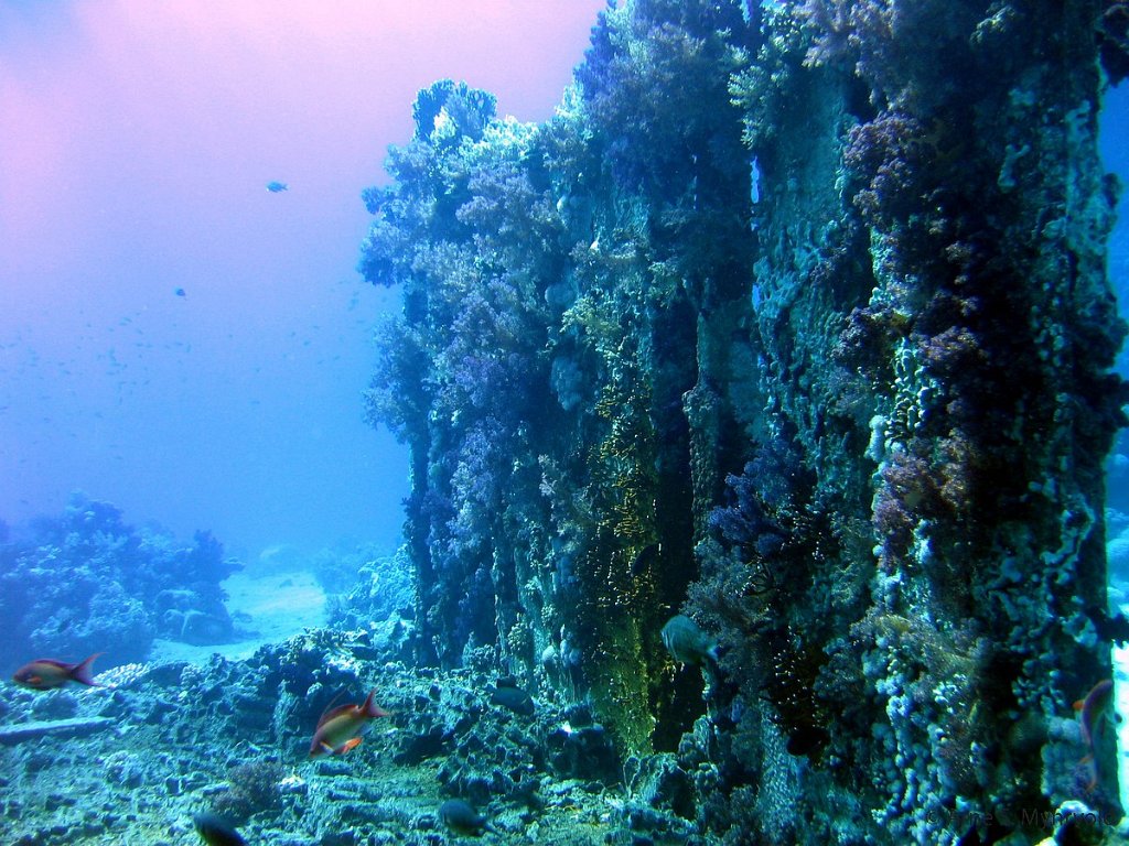 2006- Yolanda reef (13).jpg